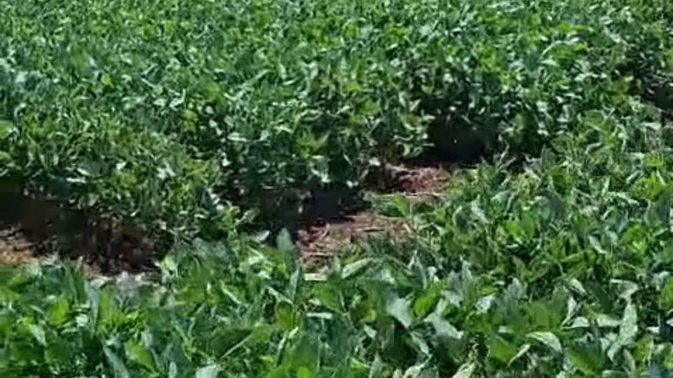 Ensayo de la RECSO en AER INTA San Francisco